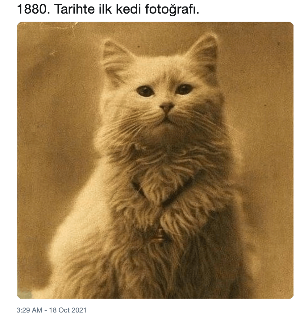 1880-ilk-kedi-fotosu-iddiasi