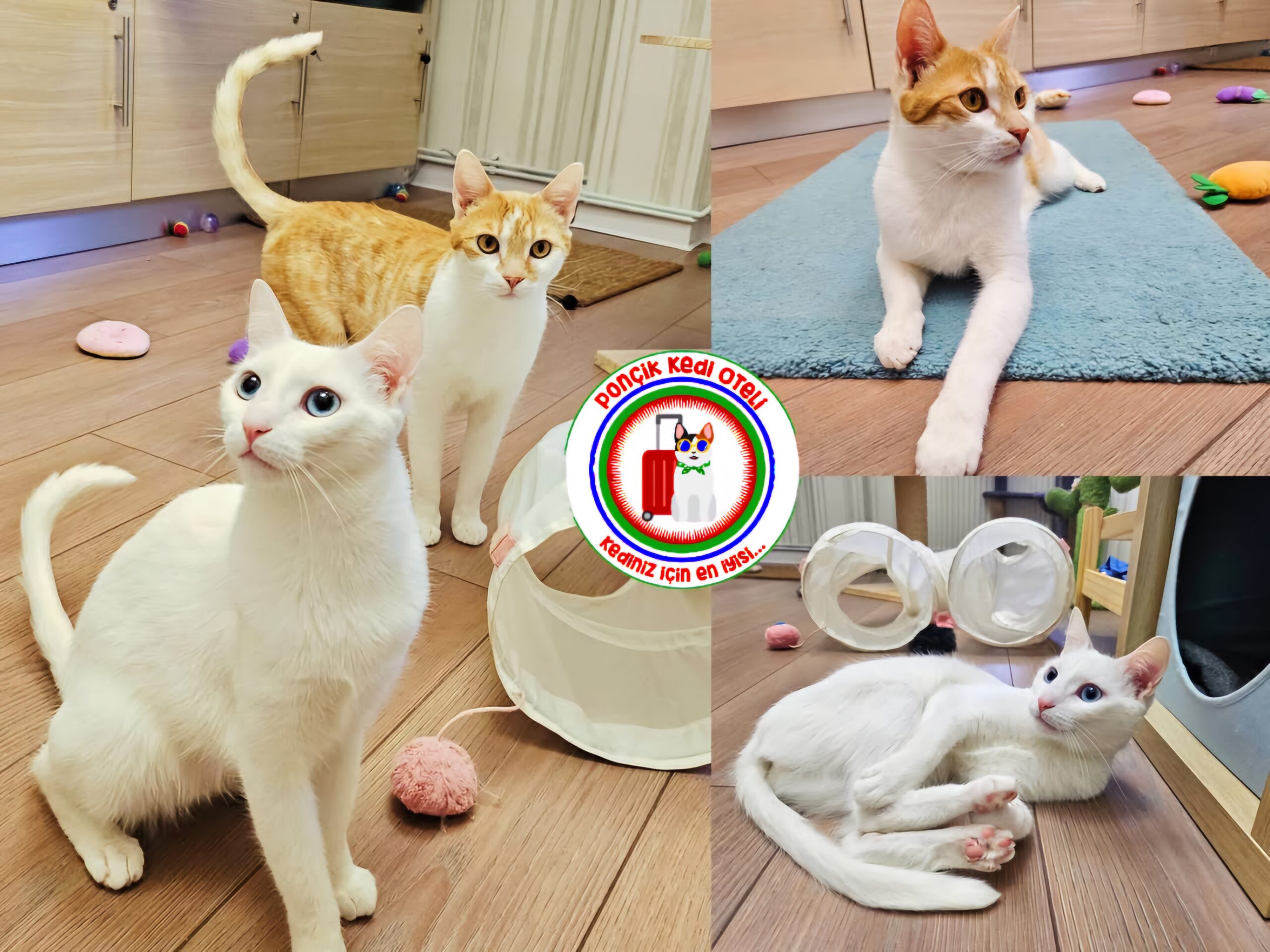 Spaghetă(adopție), Misa, Lisa, Lucky, Pep & Luna, Huntress & Pawl & Rapunzel Cat Hotel Berceni 🏷www.cathotel.ro (3)