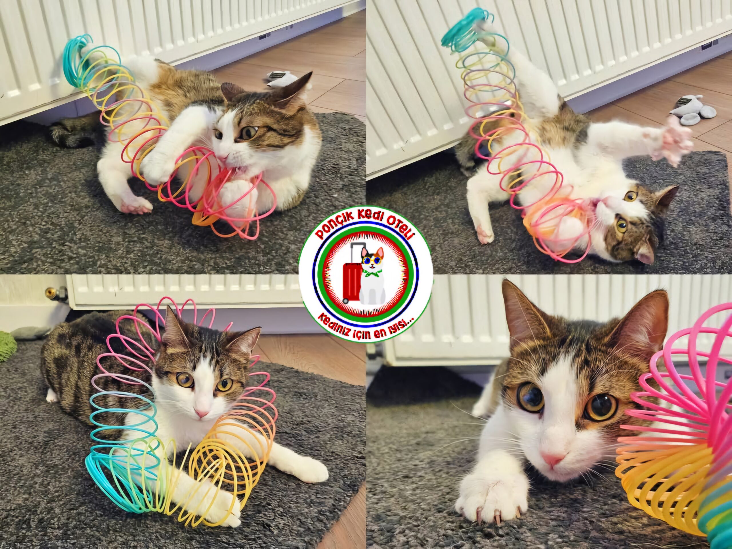 Spaghetă(adopție), Misa, Lisa, Lucky, Pep & Luna, Huntress & Pawl & Rapunzel Cat Hotel Berceni 🏷www.cathotel.ro